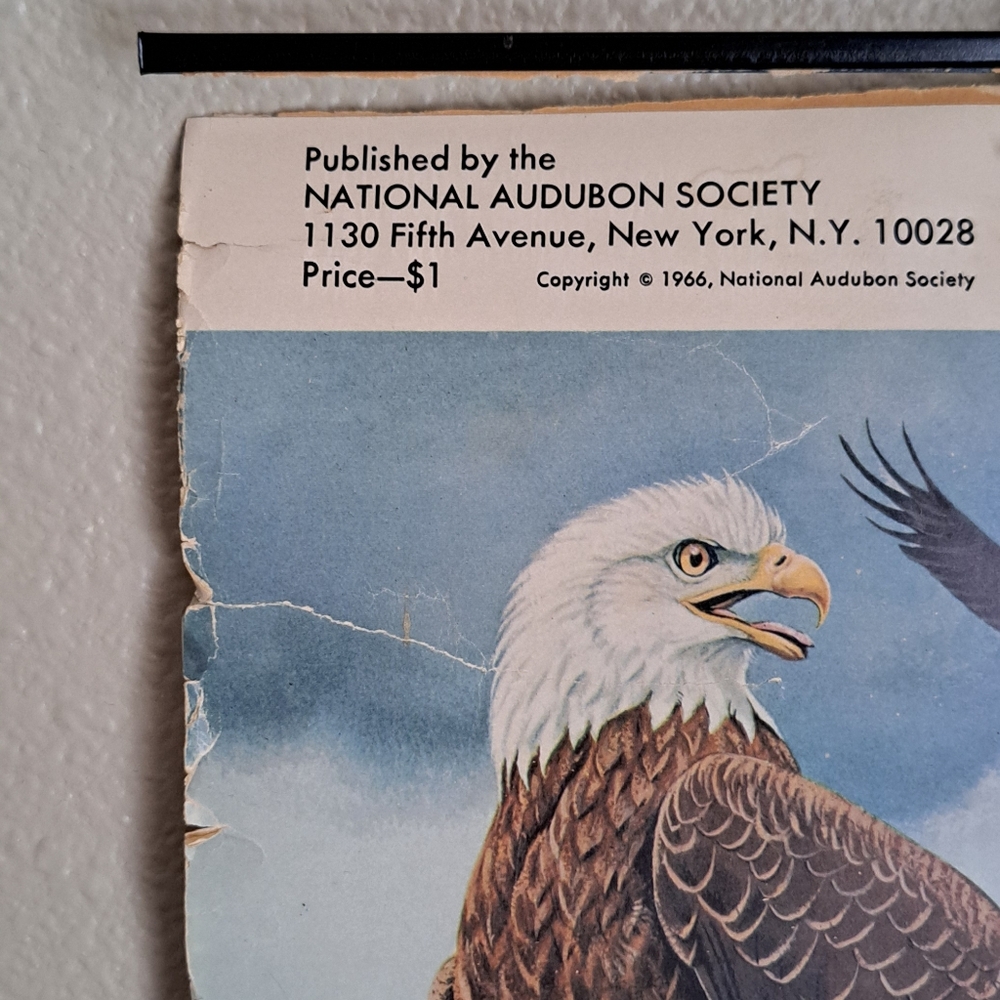 Vintage Audubon Hawk Chart National Audubon Society 1966 - Picture 3 of 6